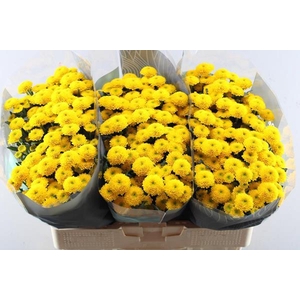 Chr San Aurinko Geel X50 !!