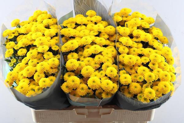 <h4>Chr San Aurinko Geel X75</h4>