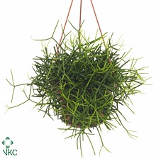 Rhipsalis Heteroclada (Cites) 21Ø 55cm