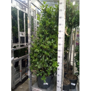 Laurus nobilis