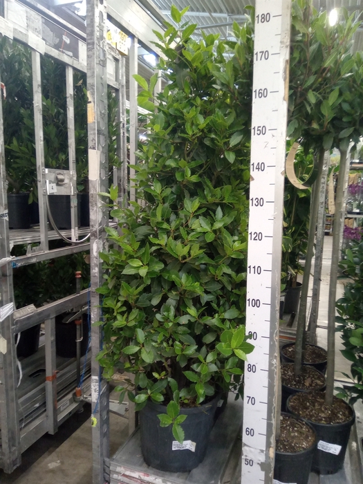 <h4>Laurus nobilis</h4>