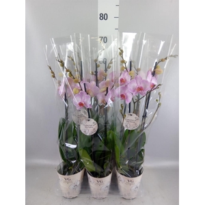 Phalaenopsis   ...