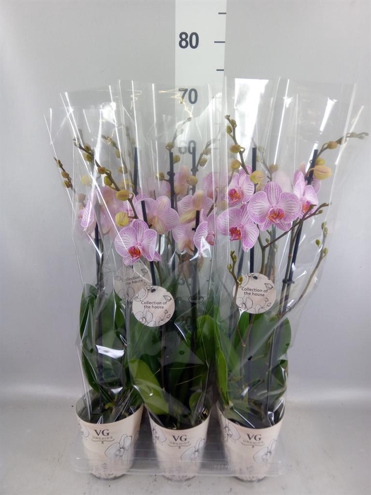 <h4>Phalaenopsis   ...</h4>