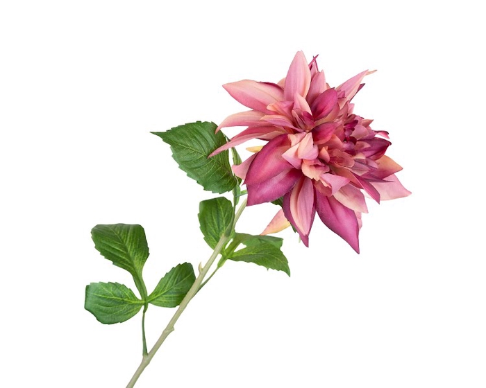 Dahlia Cerise