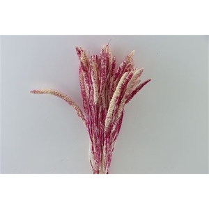 Dried Artz Setaria Rafael Bunch