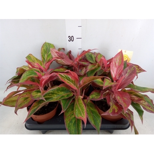 Aglaonema  'Crete'