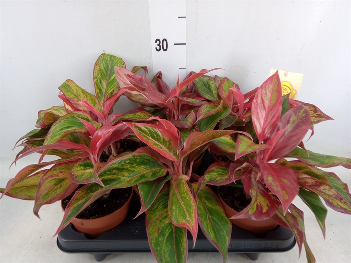 <h4>Aglaonema  'Crete'</h4>