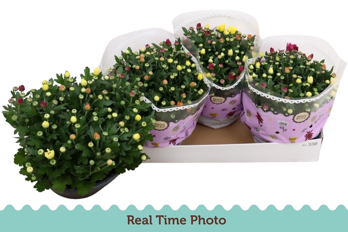 <h4>CHRYS GEM IN POT</h4>