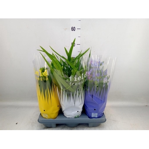 Freesia   ...