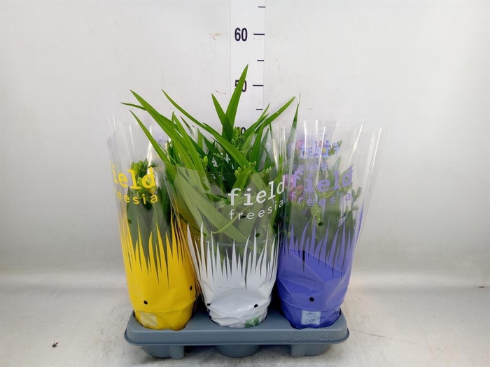 <h4>Freesia   ...</h4>