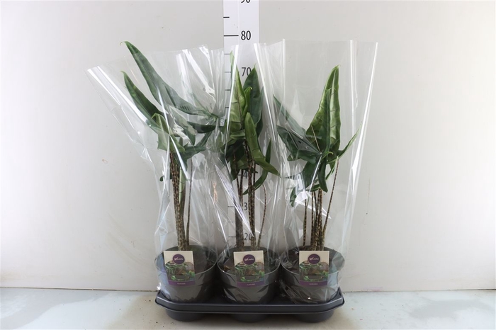 <h4>Alocasia Trigina</h4>