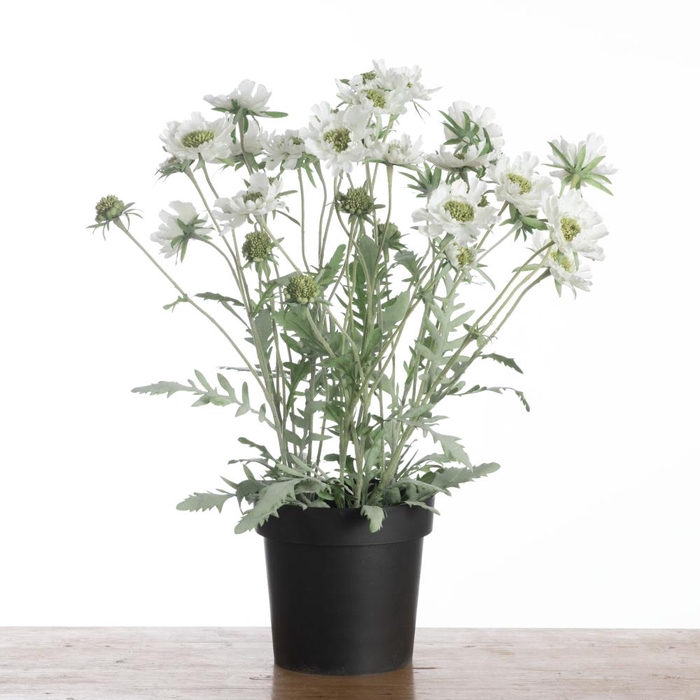 Af Scabiosa In Pot H64cm White