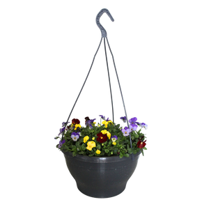 Hangpot 30 cm met waterreservoir Viola Cornuta Geel-blauw-Rood