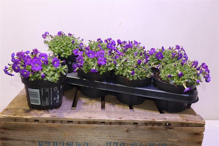 <h4>Aubr Gracilis Kitte</h4>