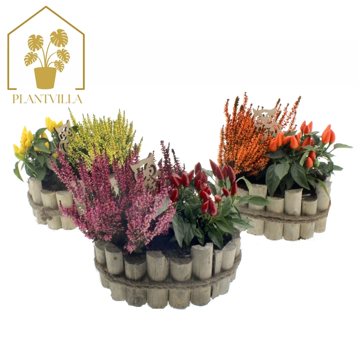 <h4>ARR TUINPLANTEN</h4>