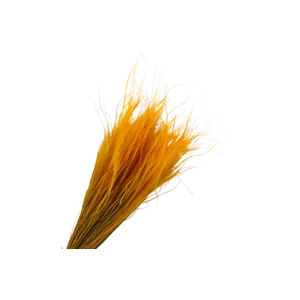 Stipa Pennata Ochre