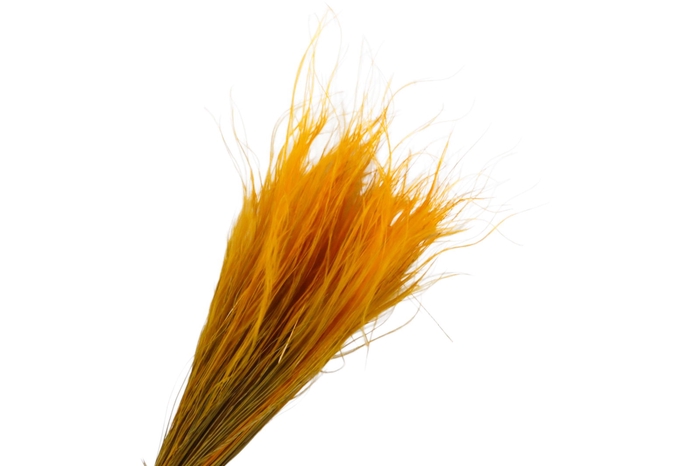 <h4>Stipa Pennata Ochre</h4>
