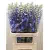 Delph Du Guard Blue