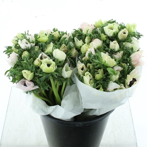 Anem Mistral White Super