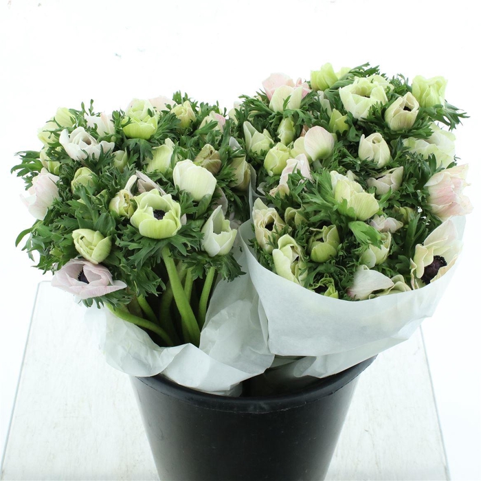 <h4>Anem Mistral White Super</h4>