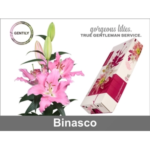 Li Or Binasco 4+