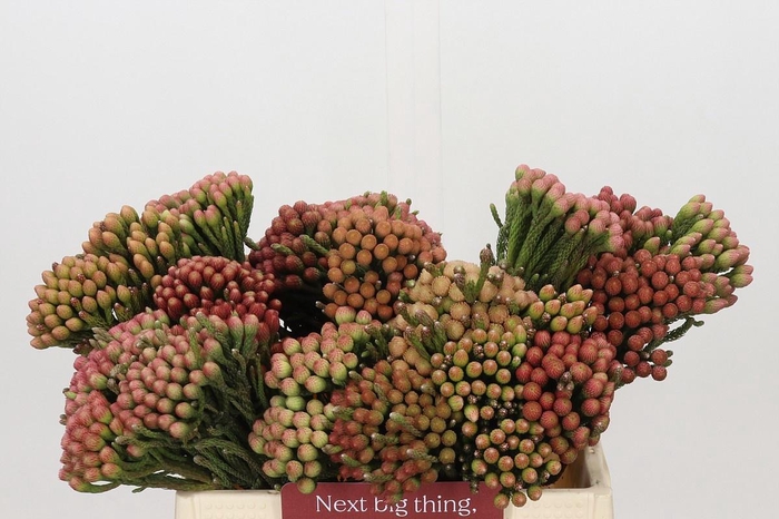 <h4>BRUN LA RED</h4>