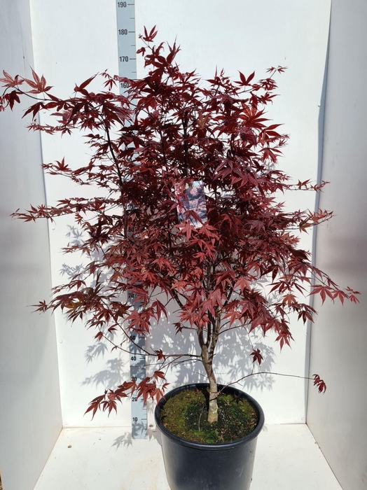 <h4>Acer palmatum Bloodgood</h4>