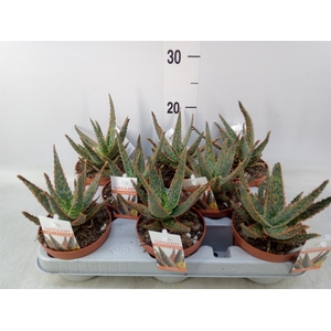 Aloe   ...
