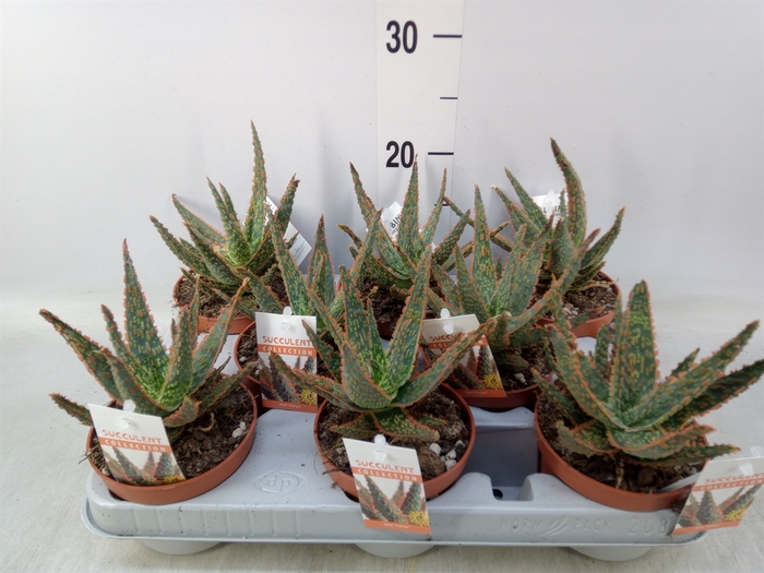<h4>Aloe   ...</h4>