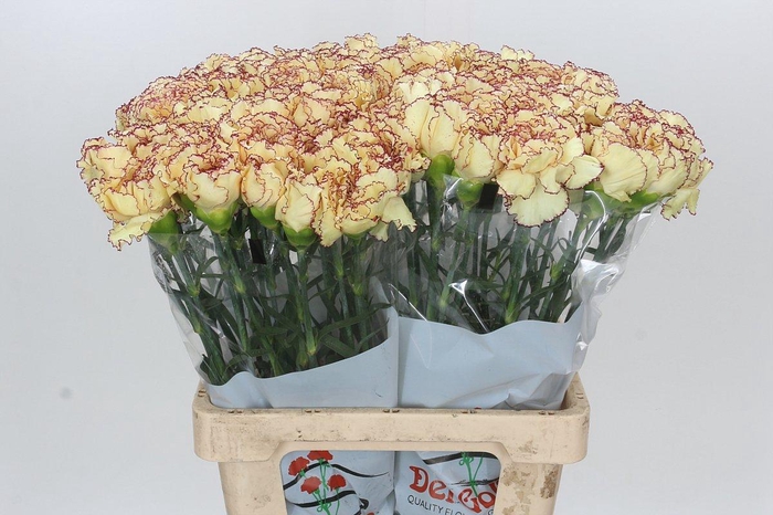 <h4>Dianthus St Holiday</h4>