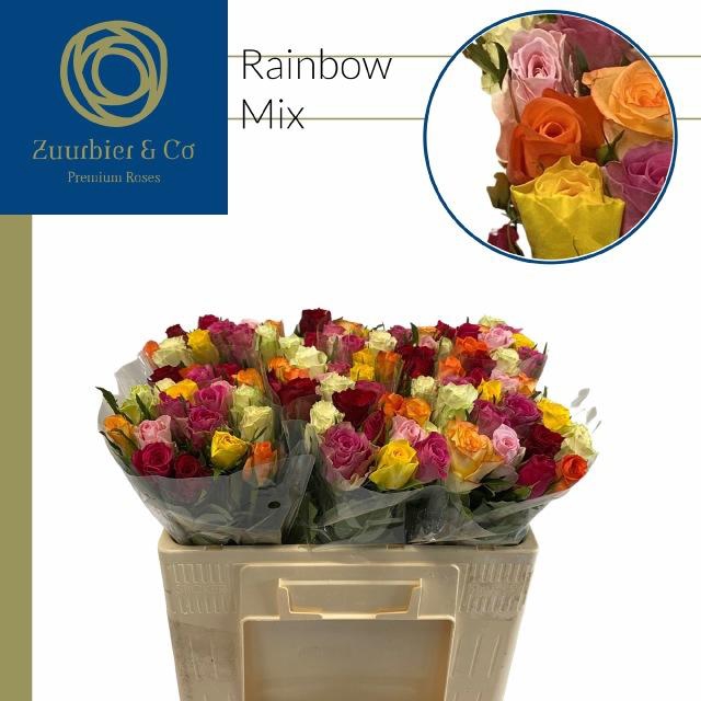 <h4>R GR GEM IN BOS</h4>