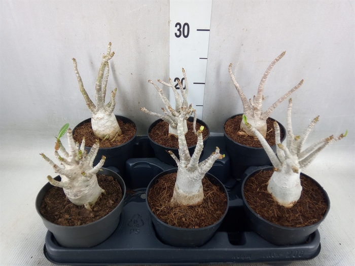 <h4>Adenium NB 'Ansu Baobab'</h4>