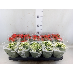 Kalanchoe blos.   ..rosebud mix