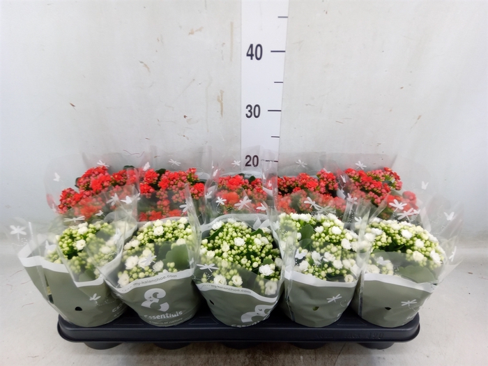 <h4>Kalanchoe blos.   ..rosebud mix</h4>