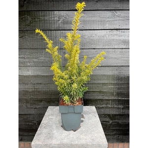 Taxus baccata 'Goldstrike'