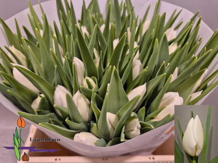 <h4>TU EN POLAR BEAR</h4>