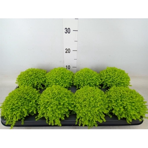 Soleirolia soleirolii 'Aurea'