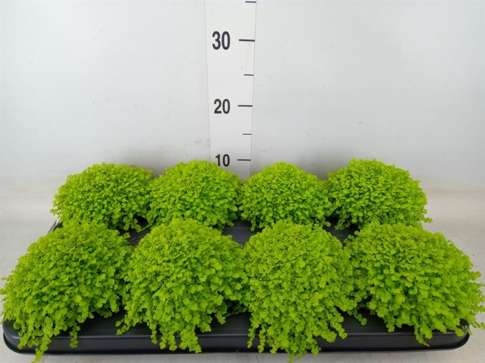 <h4>Soleirolia soleirolii 'Aurea'</h4>