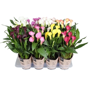 Zantedeschia gemengd SoHappyCalla mix met bruine gift potcover