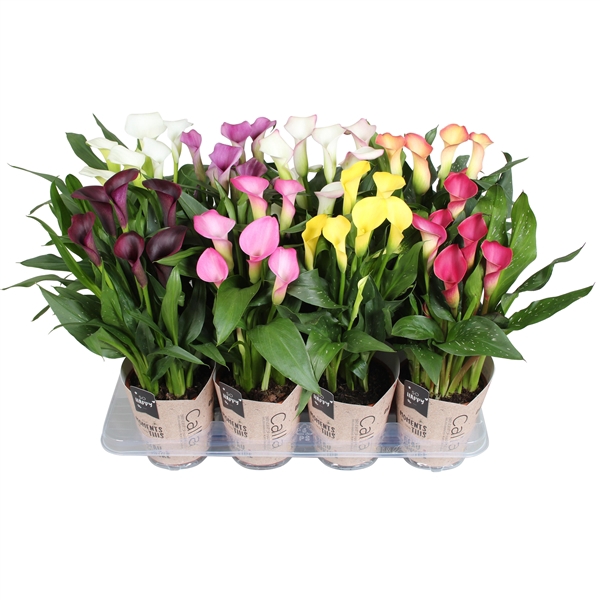 <h4>Zantedeschia gemengd SoHappyCalla mix met bruine gift potcover</h4>