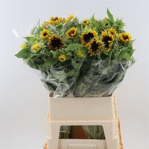Helianthus Marley
