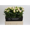 Paeonia Princess Bride