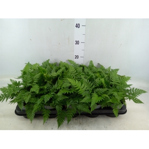 Dryopteris erythrosora