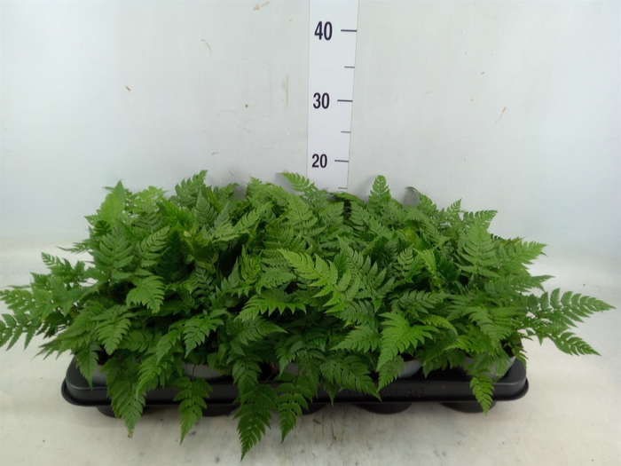 <h4>Dryopteris erythrosora</h4>