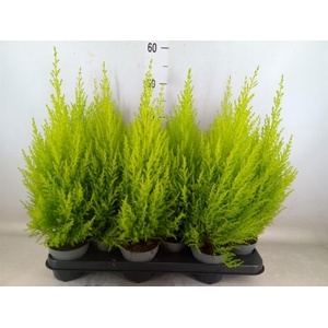 Cupressus macro. 'Goldcrest Wilma'