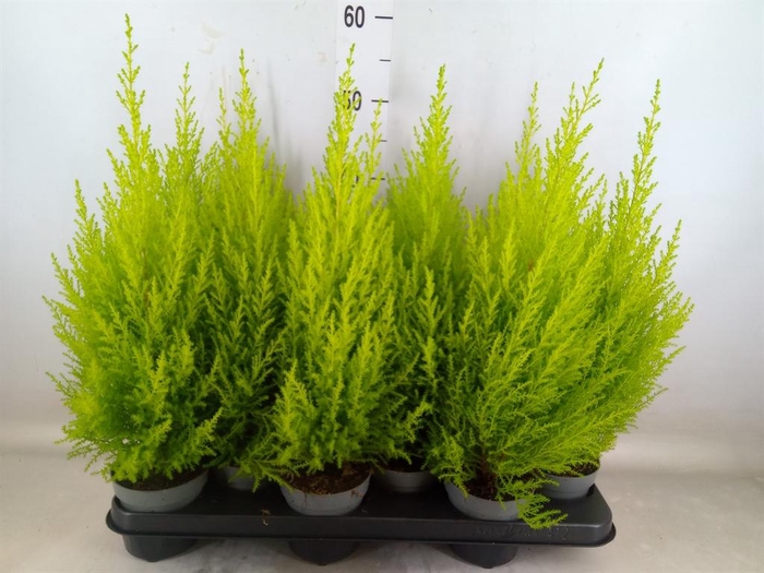 <h4>Cupressus macro. 'Goldcrest Wilma'</h4>
