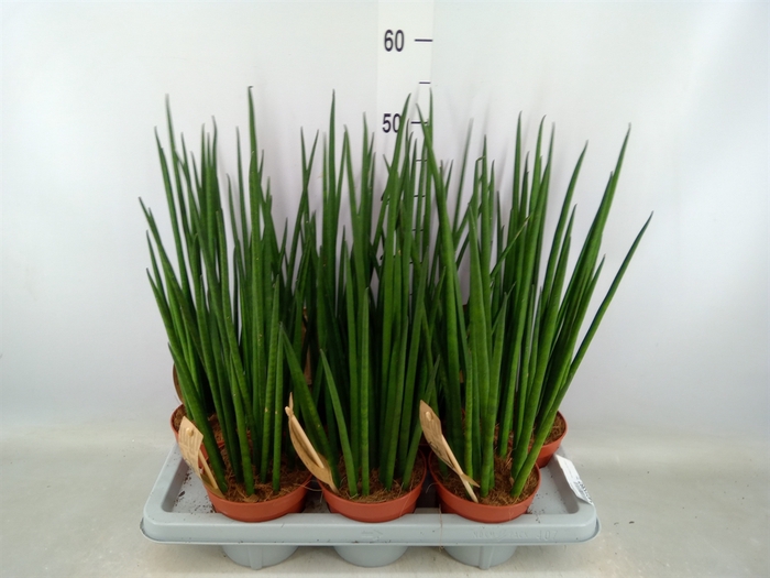 <h4>Sansevieria bacularis</h4>