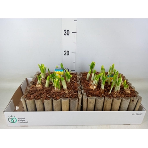 Arr.  Narcissus Tete Tete L%