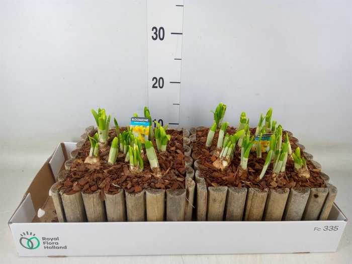 <h4>Arr.  Narcissus Tete Tete L%</h4>