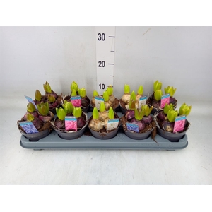 Hyacinthus orie.   ...mix 3